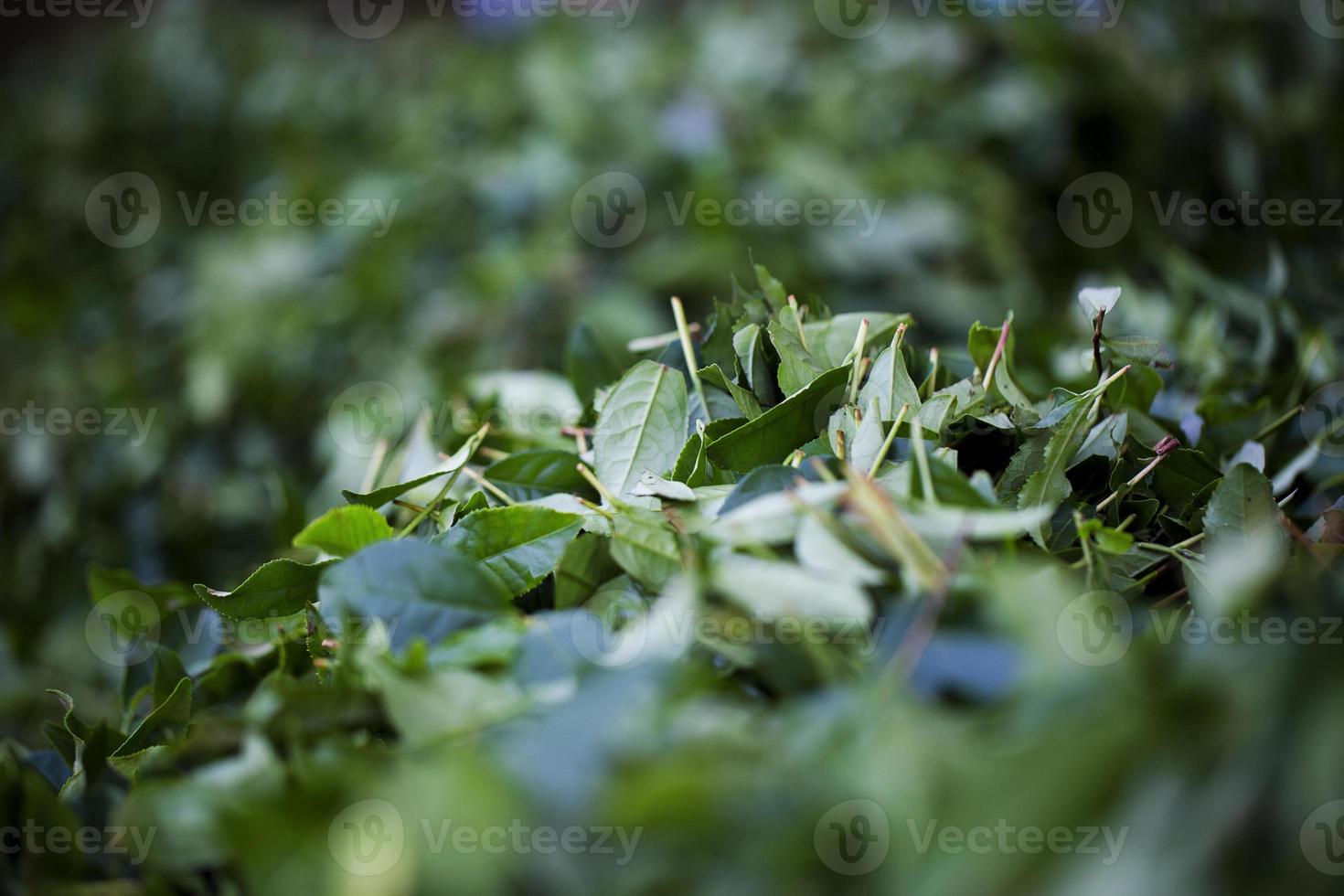 campo de chá, folhas de chá, chá verde orgânico foto