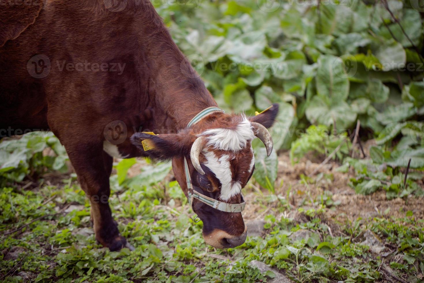 vacas, vacas pastando no planalto foto