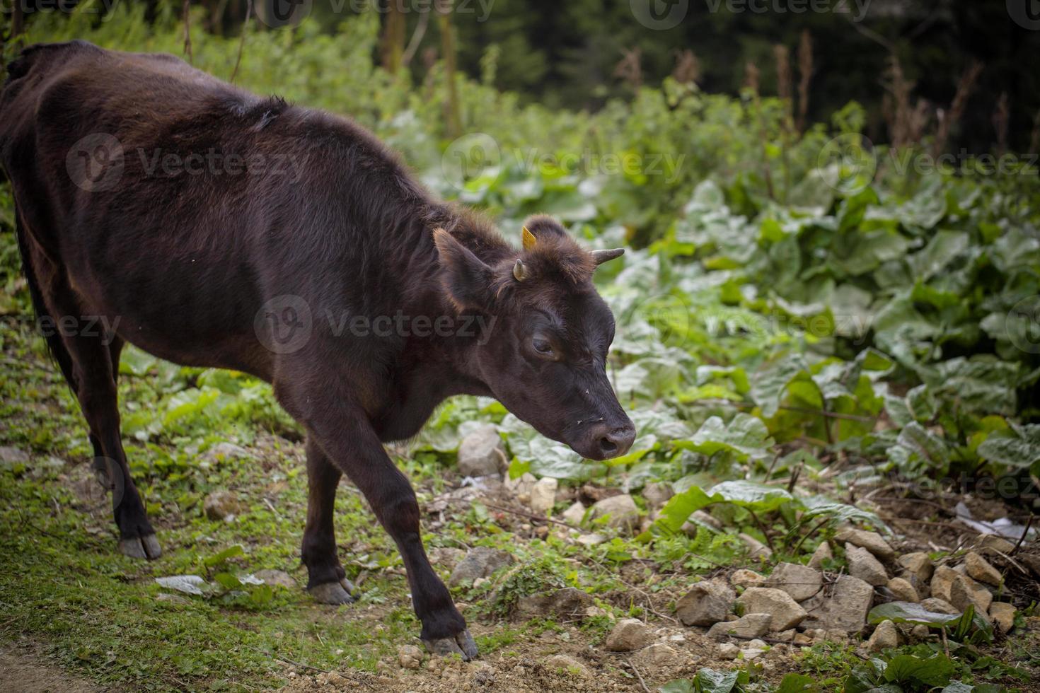 vacas, vacas pastando no planalto foto