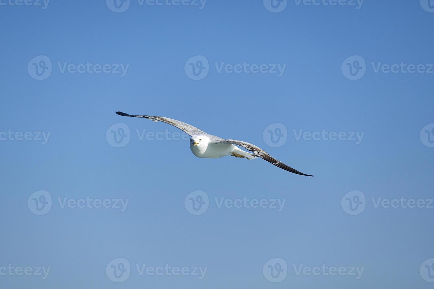 gaivota, gaivotas brancas, gaivota voadora foto