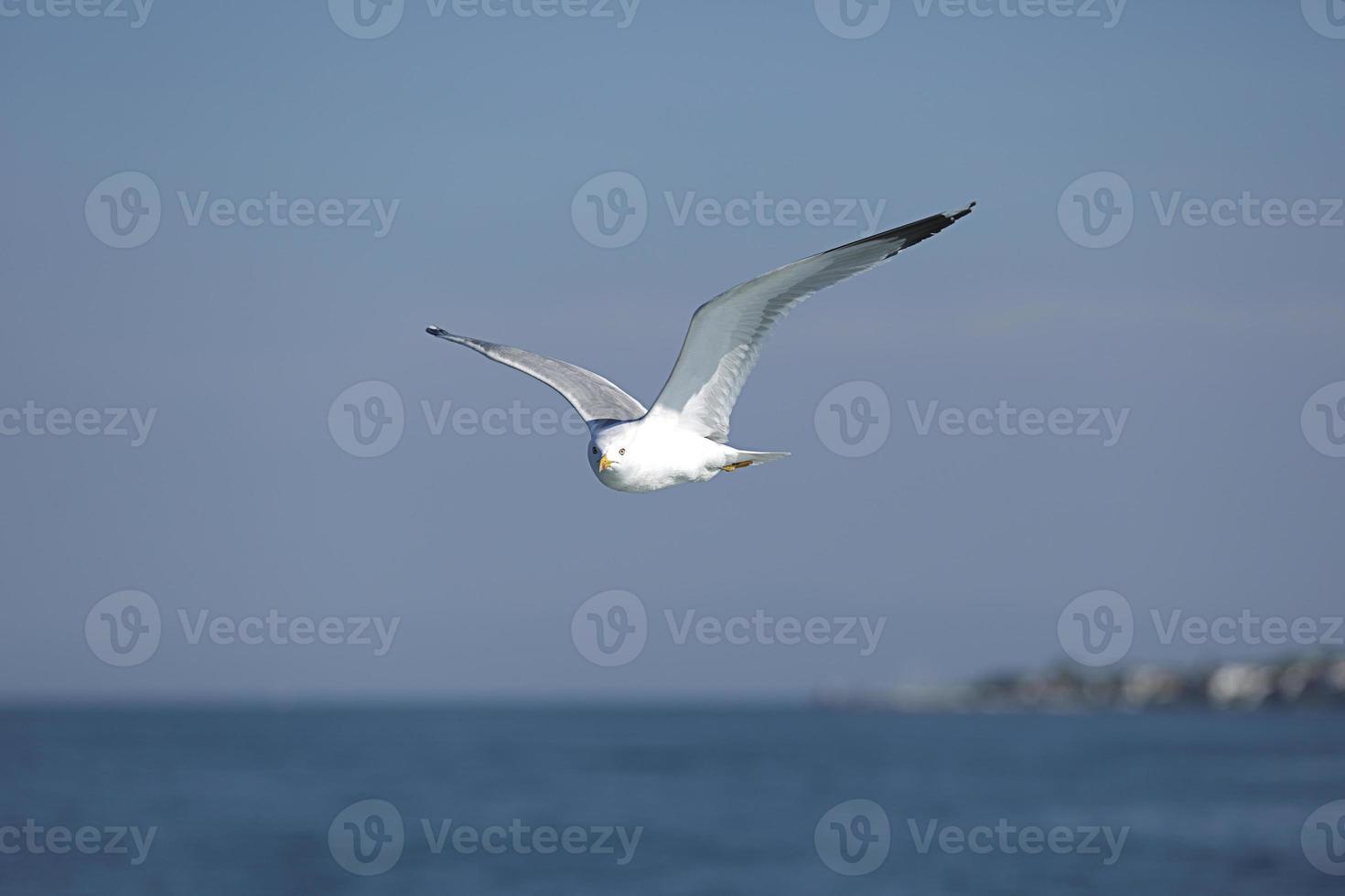 gaivota, gaivotas brancas, gaivota voadora foto