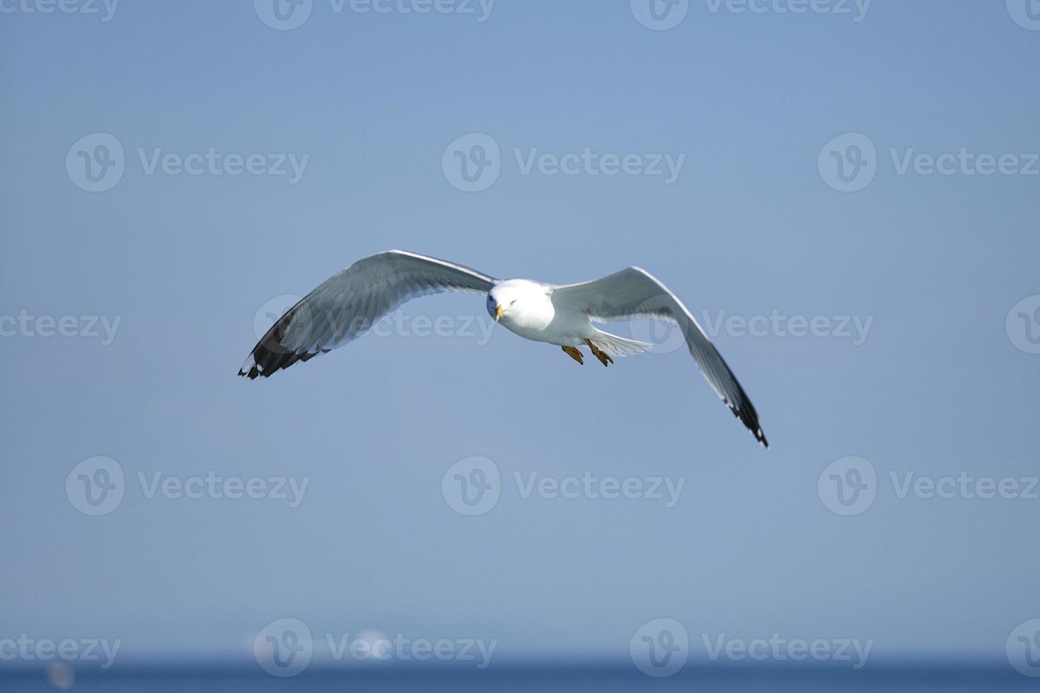 gaivota, gaivotas brancas, gaivota voadora foto