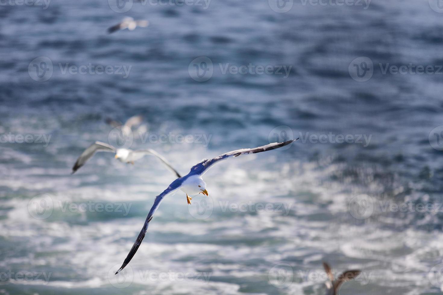 gaivota, gaivotas brancas, gaivota voadora foto