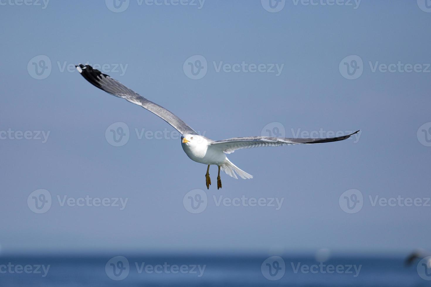 gaivota, gaivotas brancas, gaivota voadora foto