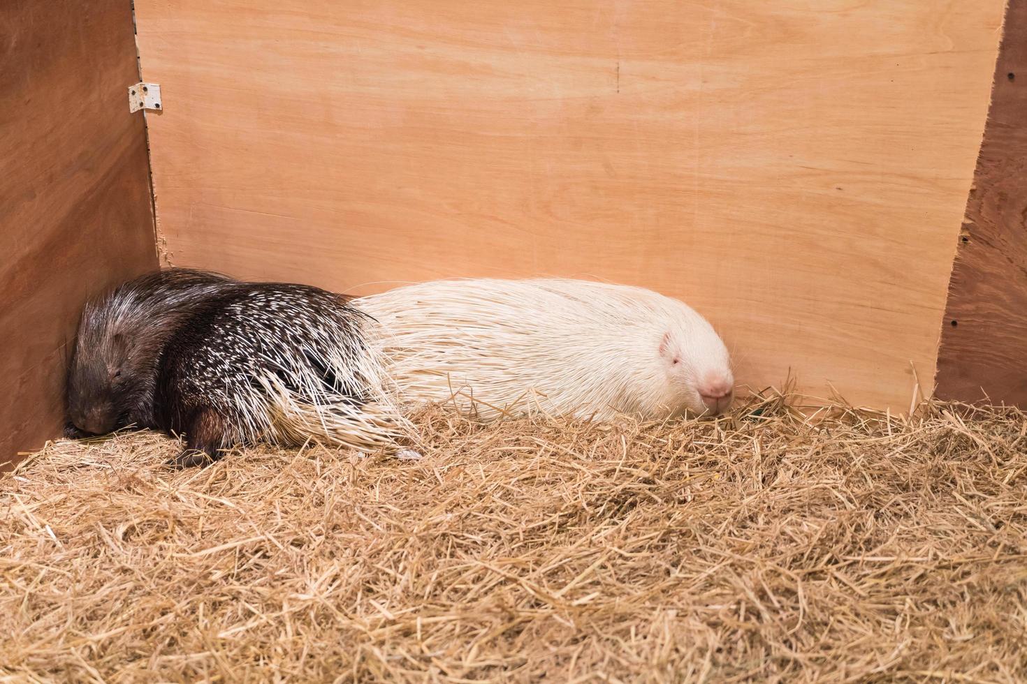 dois porcos-espinhos na fazenda foto