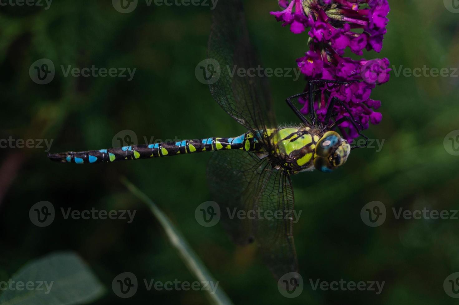 libélula aeshna cyanea foto