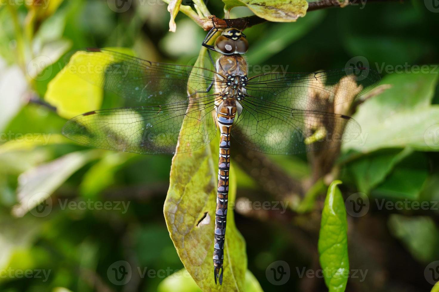 libélula aeshna cyanea foto