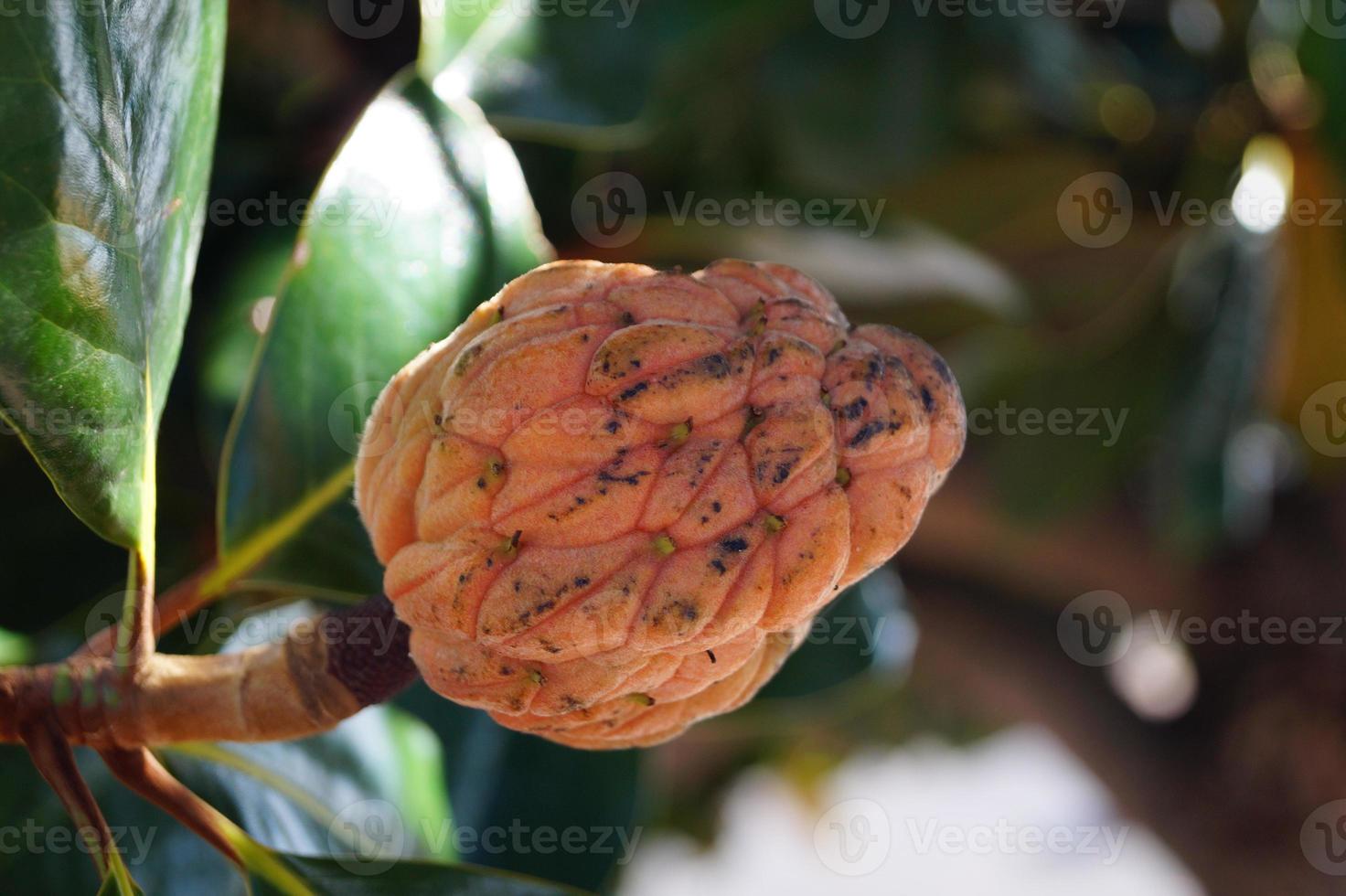 magnólia do sul - magnólia grandiflora foto