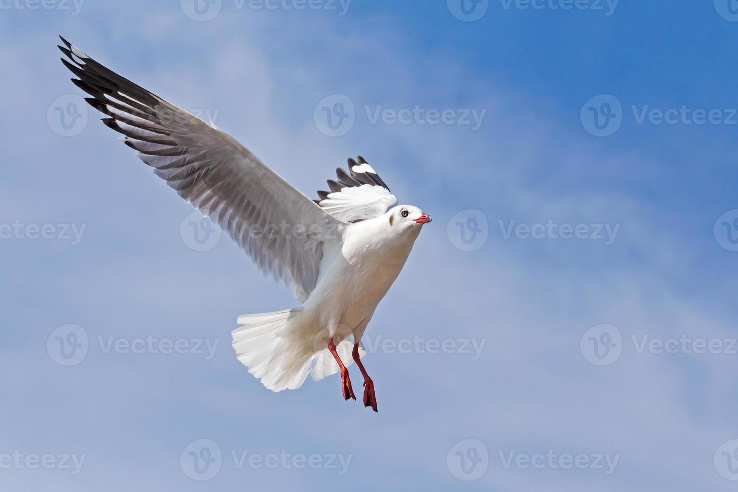 gaivota voando no fundo do céu azul foto