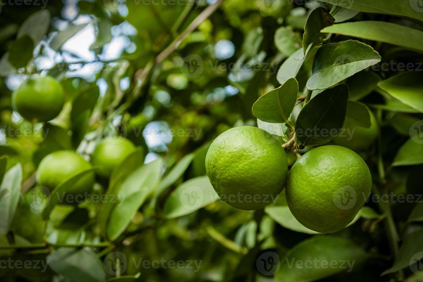 limão verde fresco pendurado na árvore foto