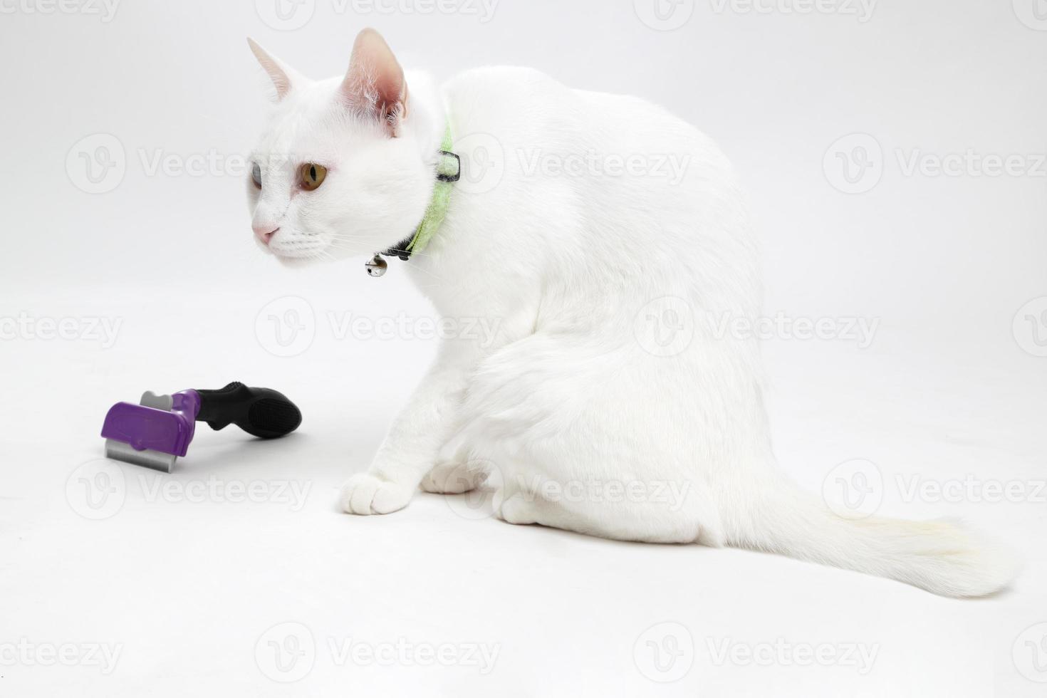 pele de gato branca foto