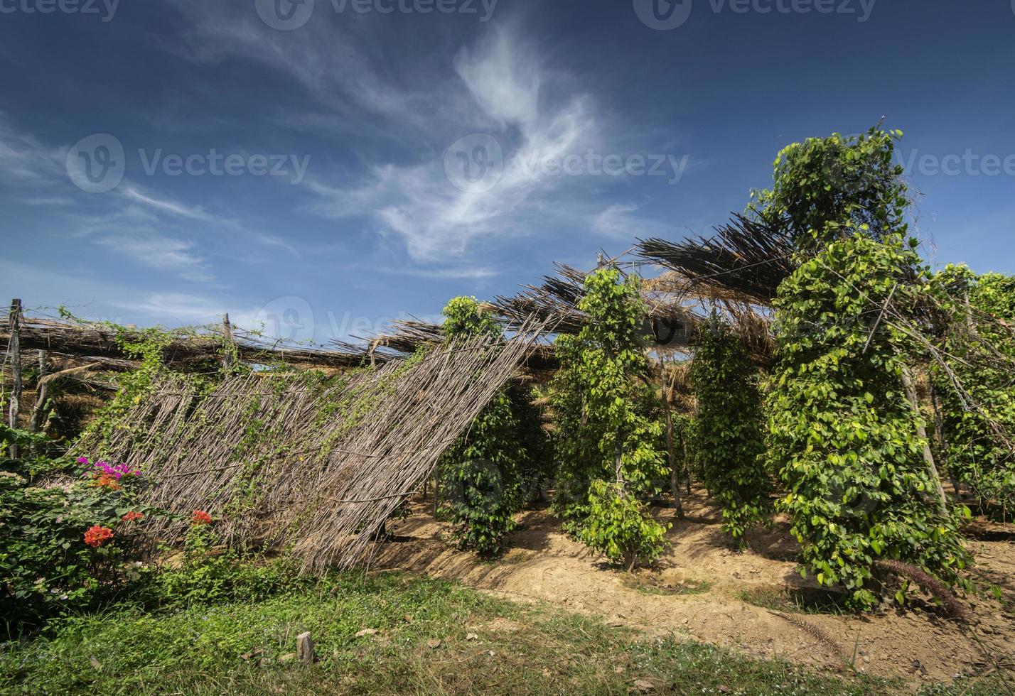 fazenda de pimenta orgânica cultivo de árvores de pimenta em kampot camboja foto