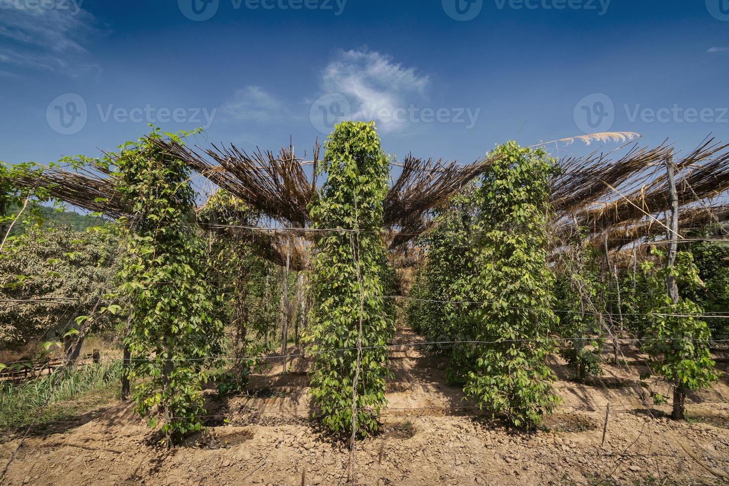 fazenda de pimenta orgânica cultivo de árvores de pimenta em kampot camboja foto