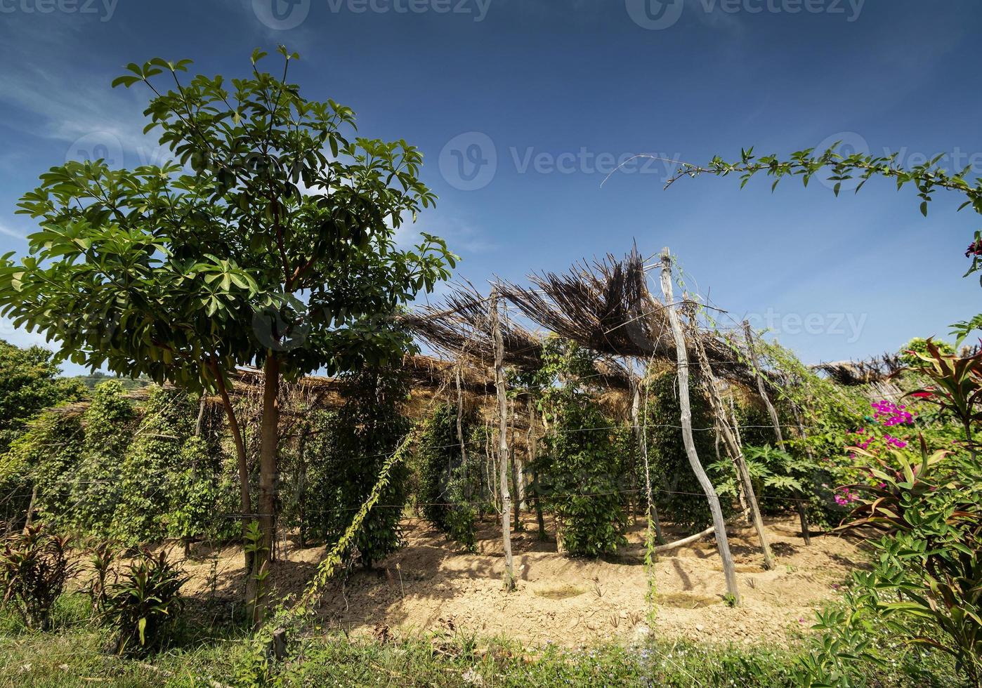 videiras de pimenta crescendo em fazenda de pimenta orgânica na província de Kampot no Camboja foto
