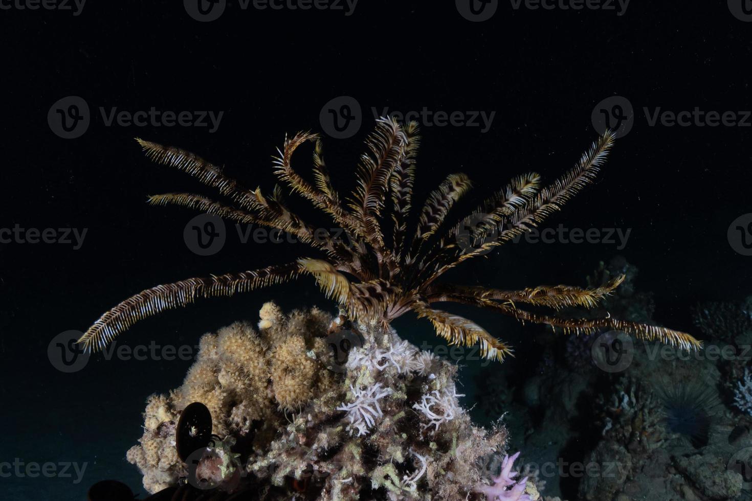 recife de coral e plantas aquáticas no mar vermelho, eilat israel foto