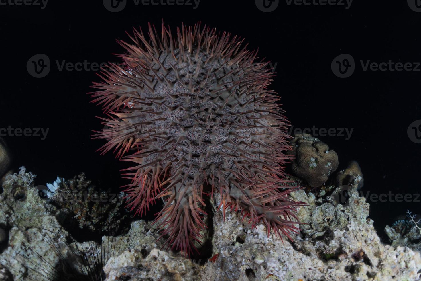 recife de coral e plantas aquáticas no mar vermelho, eilat israel foto