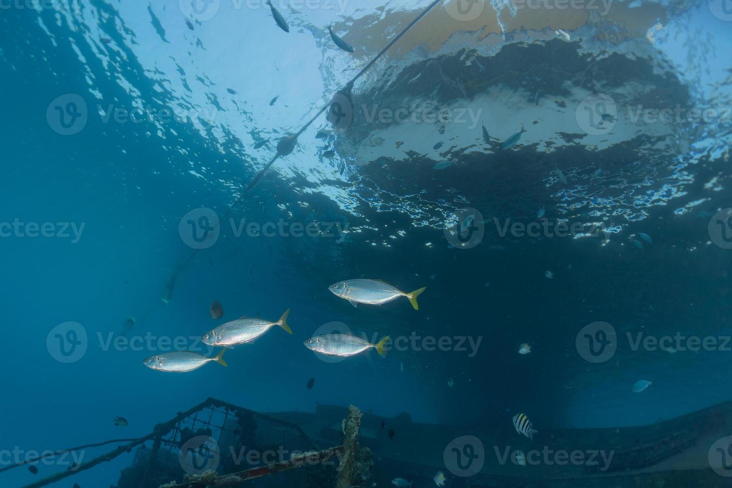 peixes nadam no mar vermelho, peixes coloridos, eilat israel foto