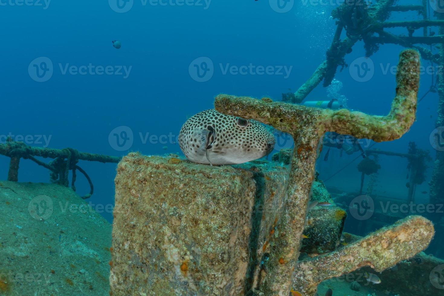 peixes nadam no mar vermelho, peixes coloridos, eilat israel foto