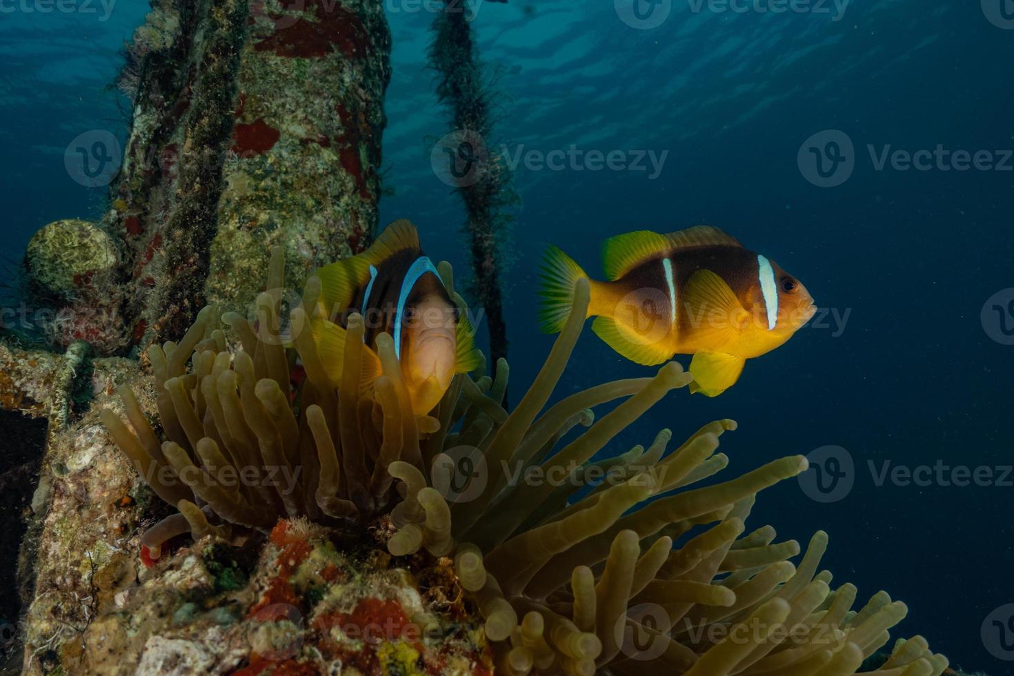 peixes nadam no mar vermelho, peixes coloridos, eilat israel foto