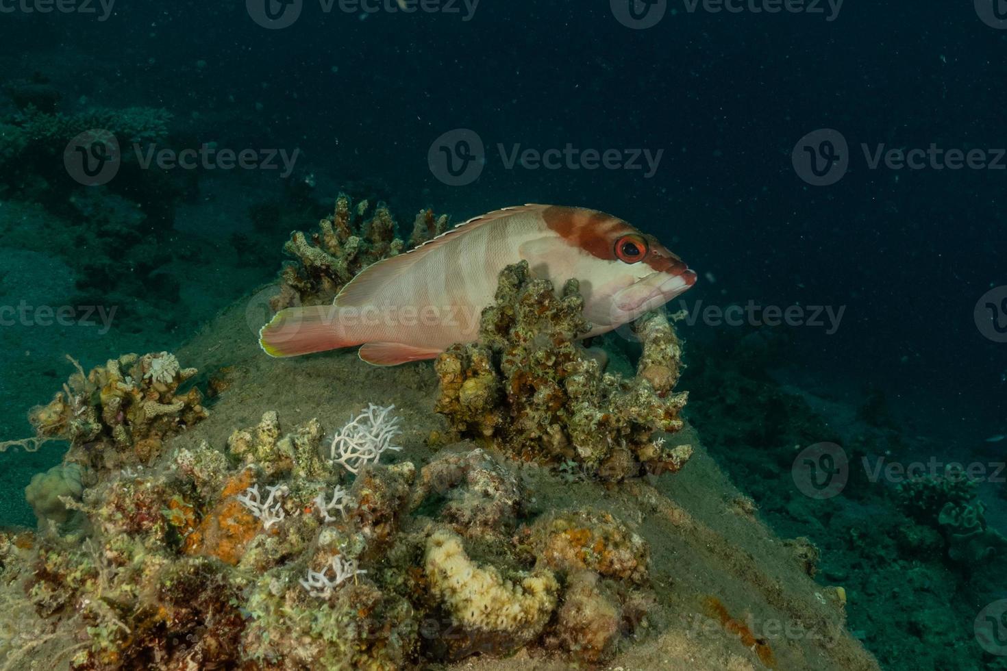 peixes nadam no mar vermelho, peixes coloridos, eilat israel foto