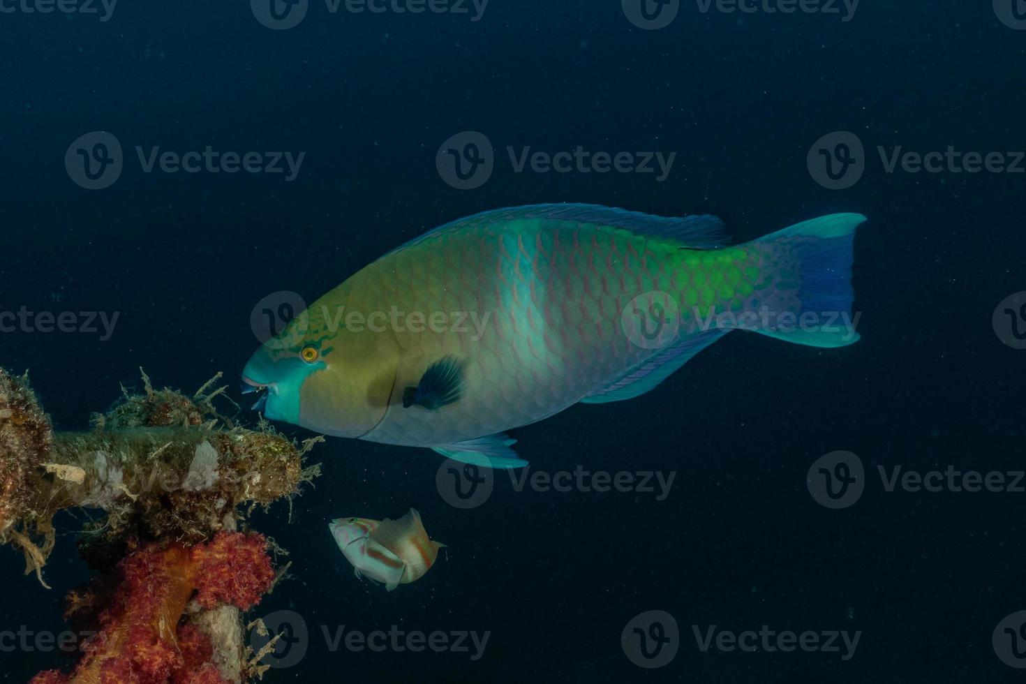 peixes nadam no mar vermelho, peixes coloridos, eilat israel foto