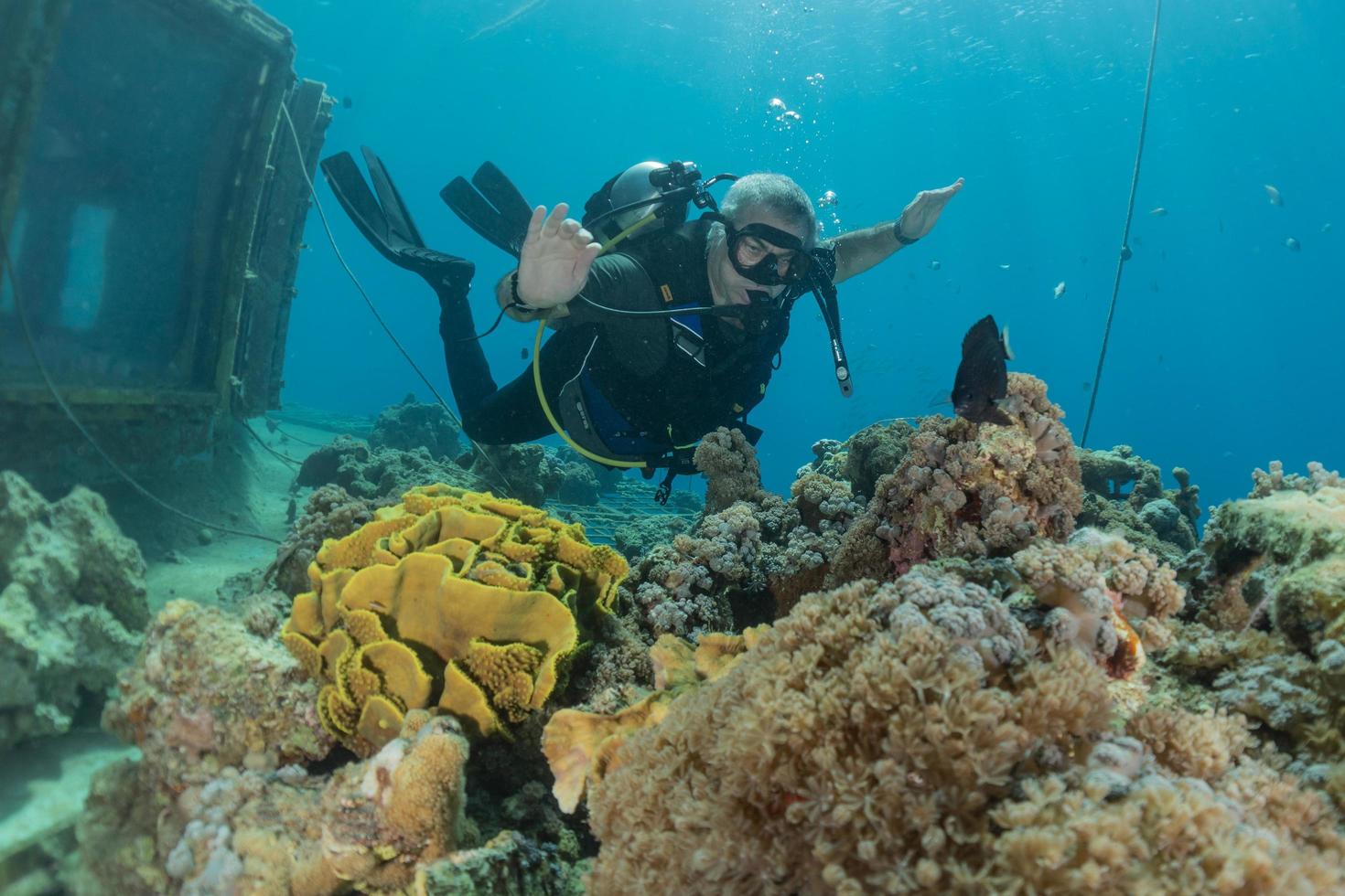 recife de coral e plantas aquáticas no mar vermelho, eilat israel foto