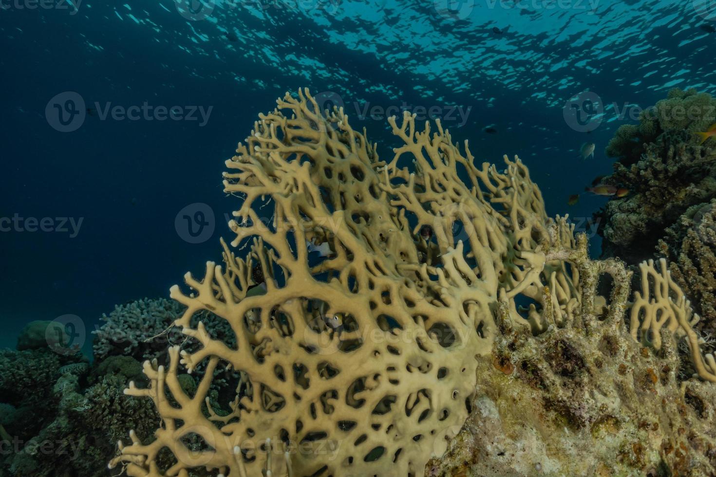 recife de coral e plantas aquáticas no mar vermelho, eilat israel foto