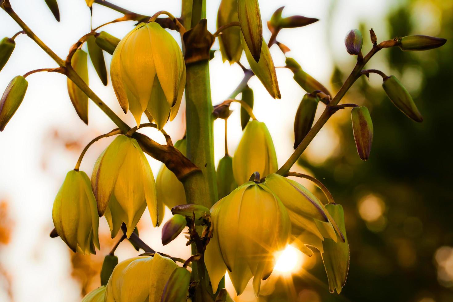 linda planta flores amarelas na natureza foto