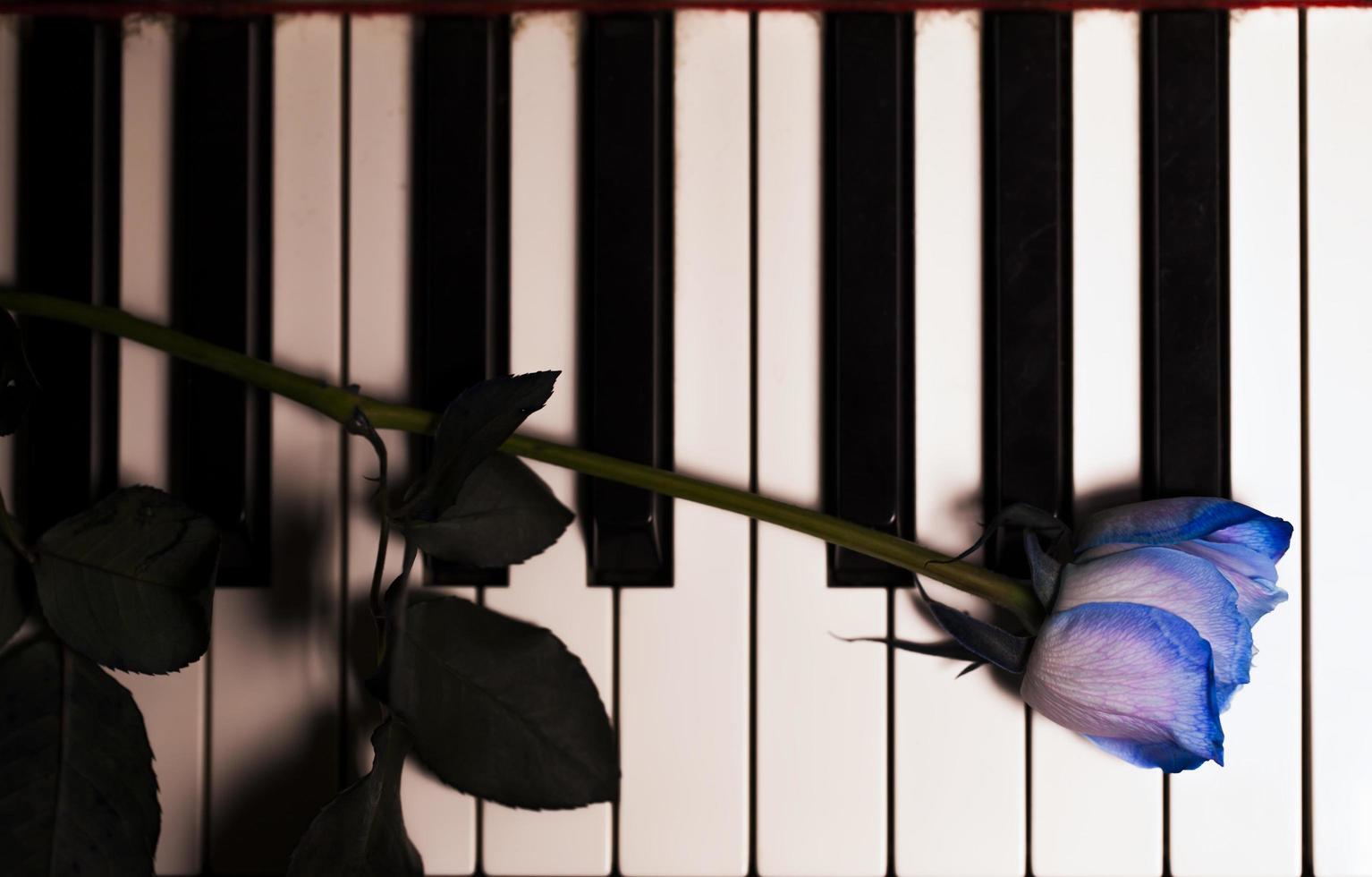 flora flor rosa azul em instrumentos musicais teclas de piano foto