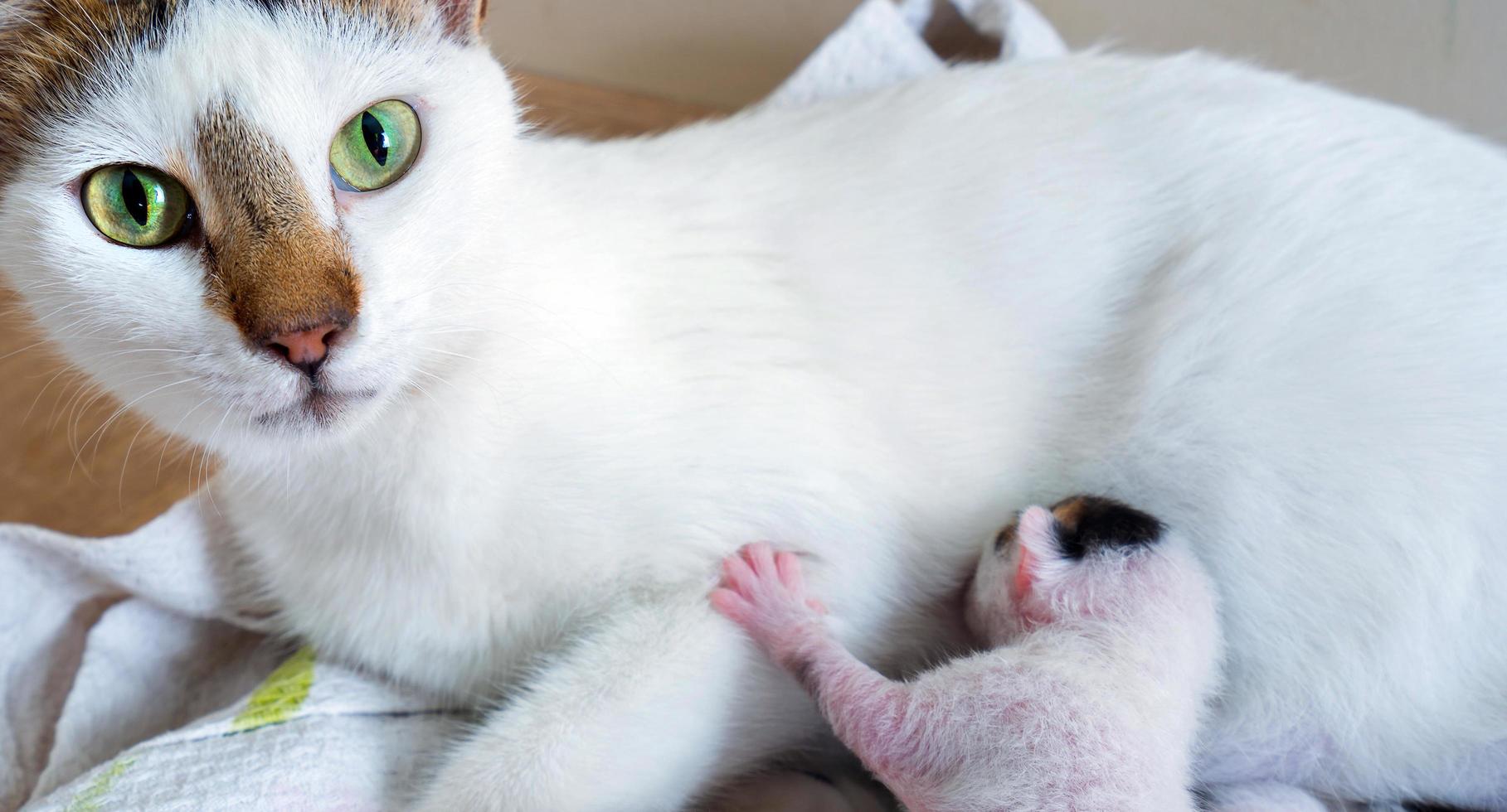 gatinho fofo e doce animal de estimação e mãe gata foto