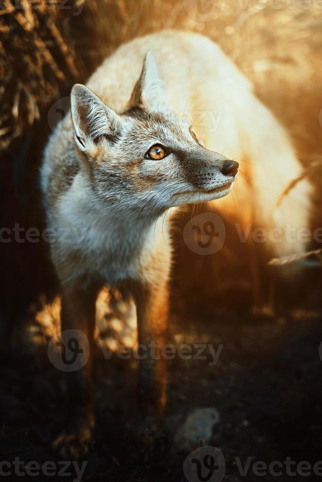 corsac fox vulpes corsac no pôr do sol foto