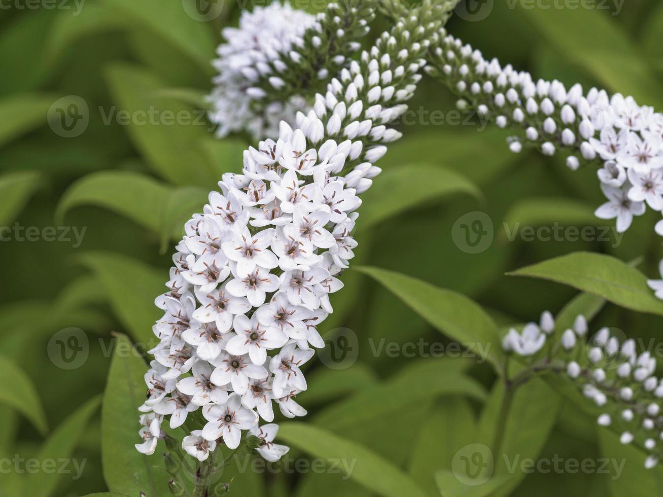 close up de espigas de flores brancas de gooseneck loosestrife foto