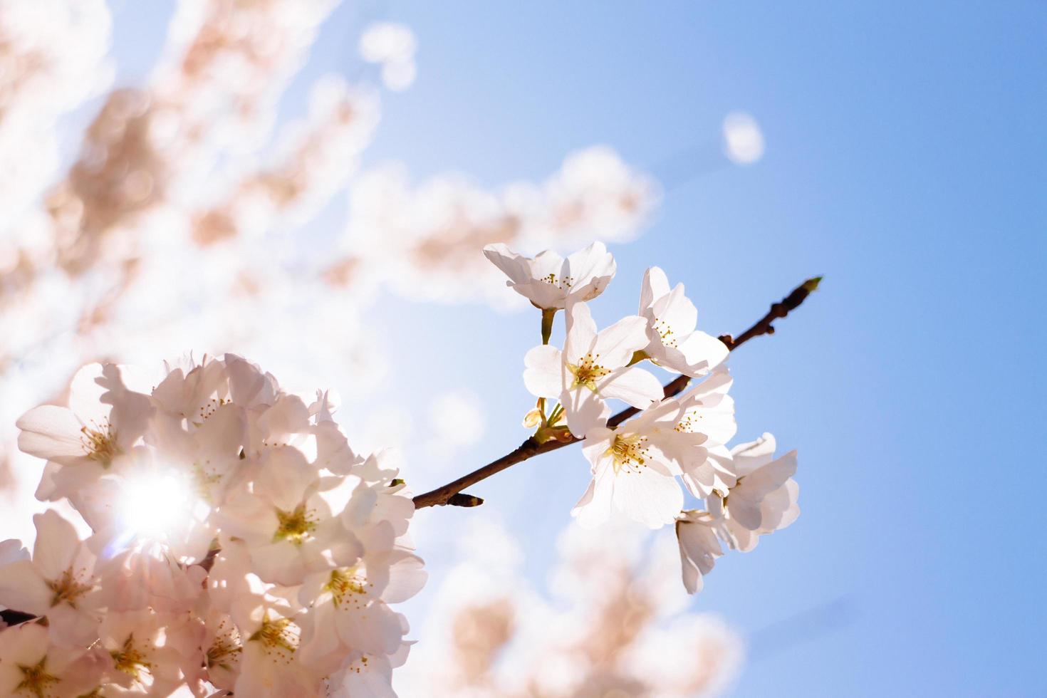 flores de cerejeira na bacia das marés. foto