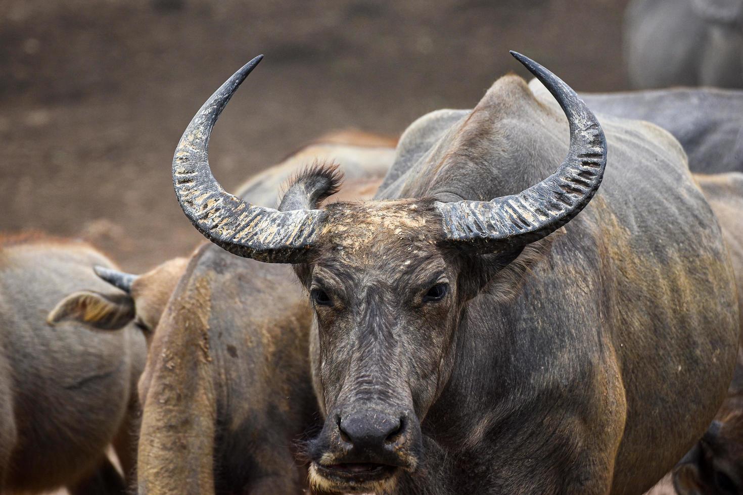 uma imagem de close-up de um búfalo na Tailândia foto