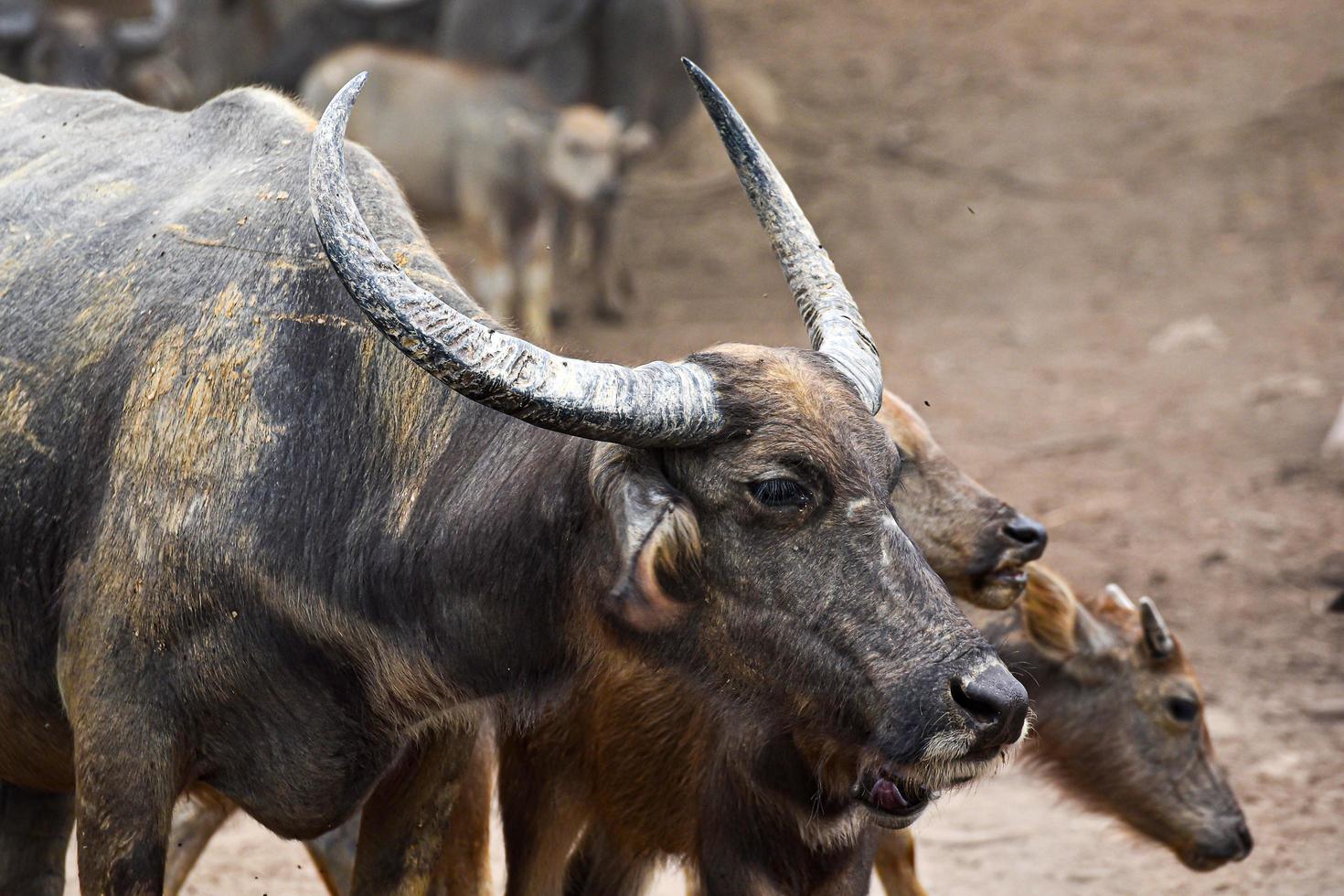uma imagem de close-up de um búfalo na Tailândia foto