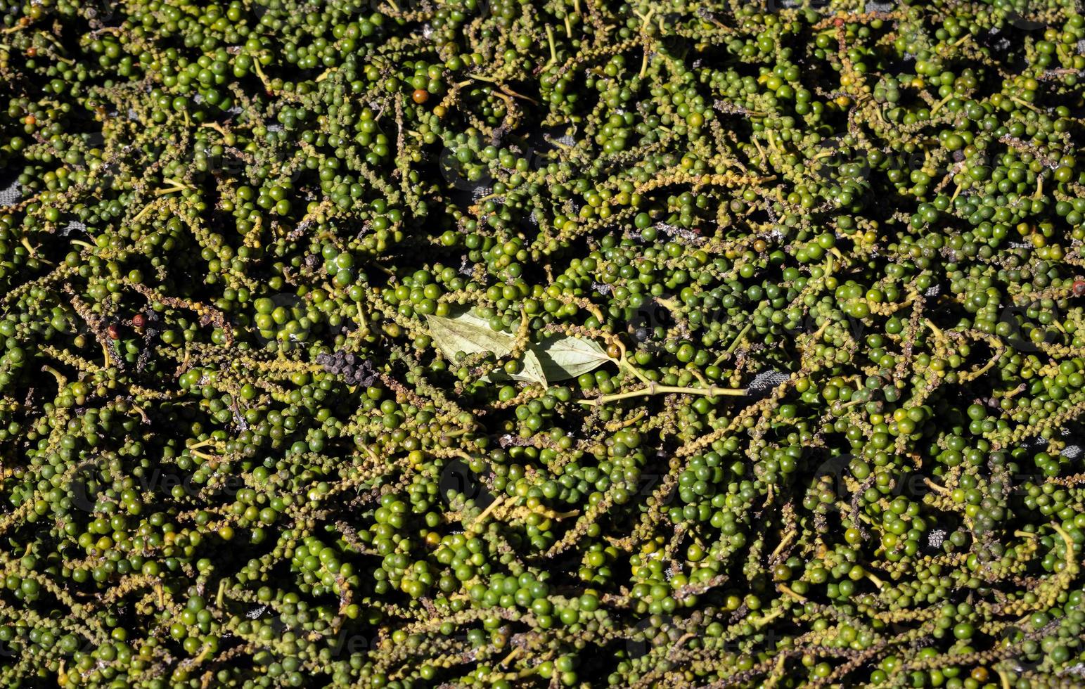 vagens de grãos de pimenta verde kampot orgânicos recém-colhidos no Camboja foto