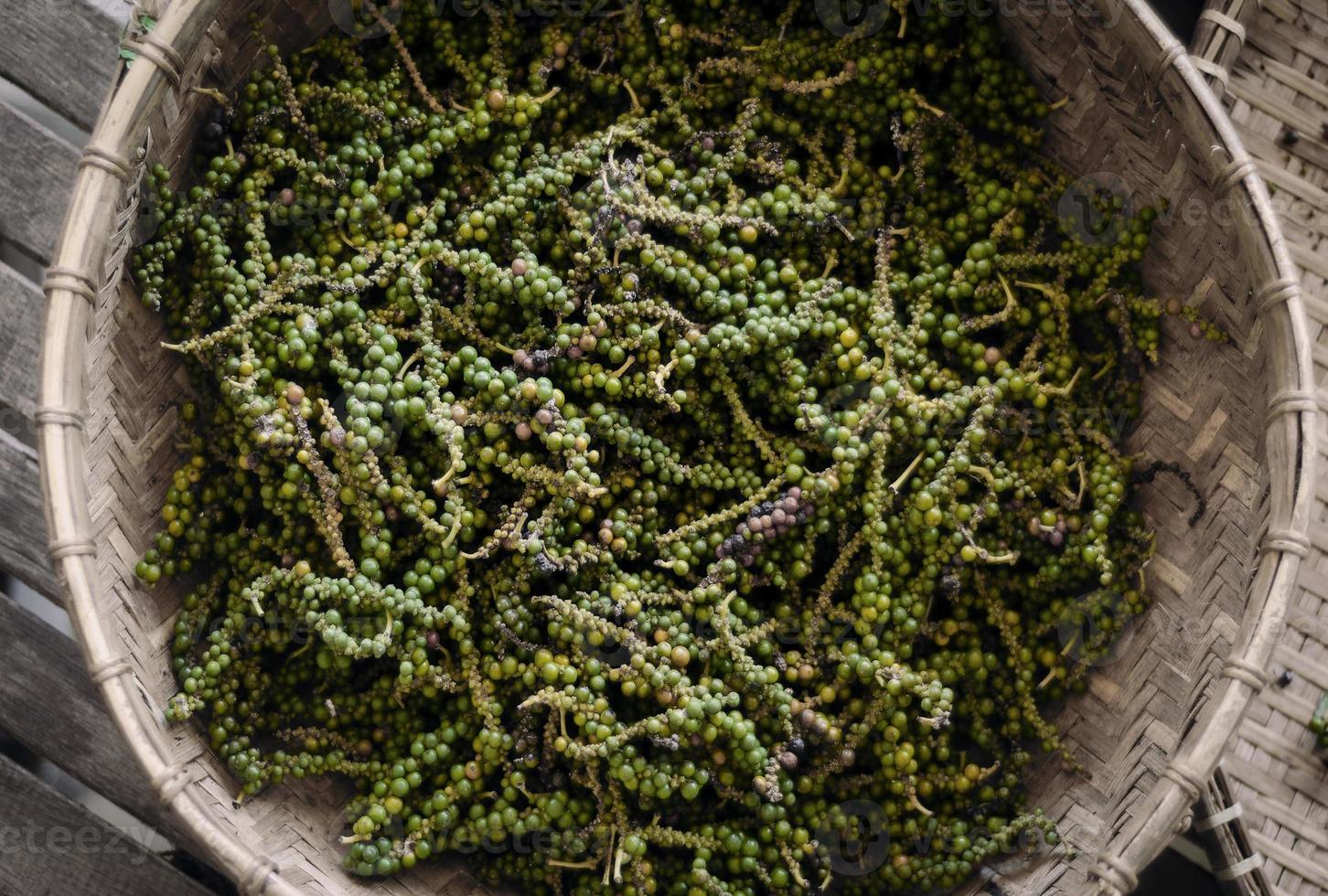 vagens de grãos de pimenta verde kampot orgânicos recém-colhidos no Camboja foto