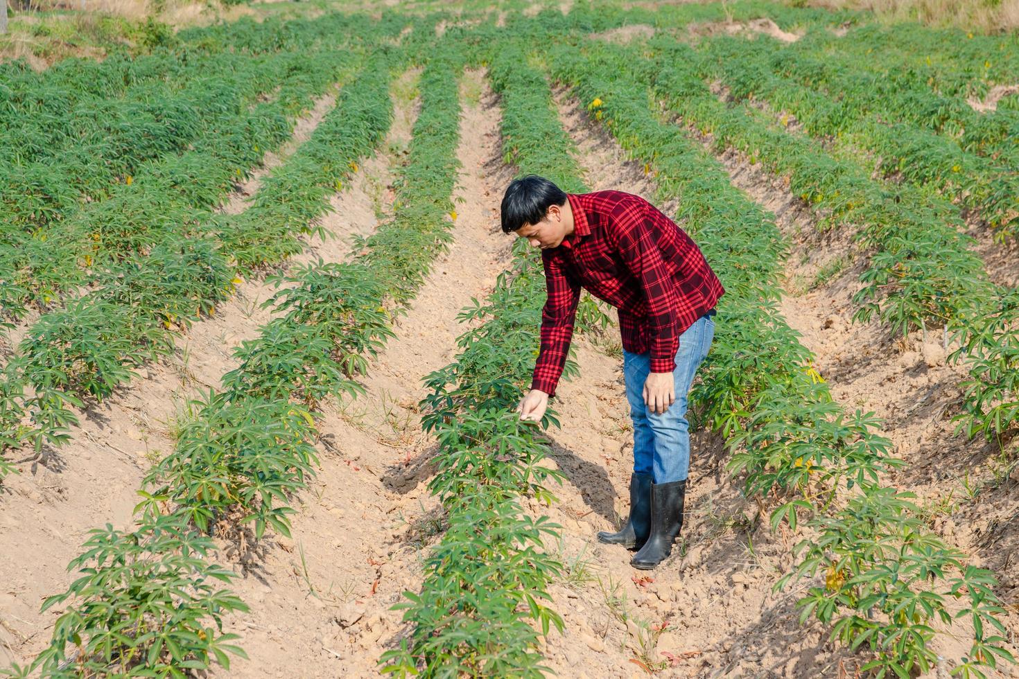 fazendeiros asiáticos caminhando ao redor de plantações de mandioca foto