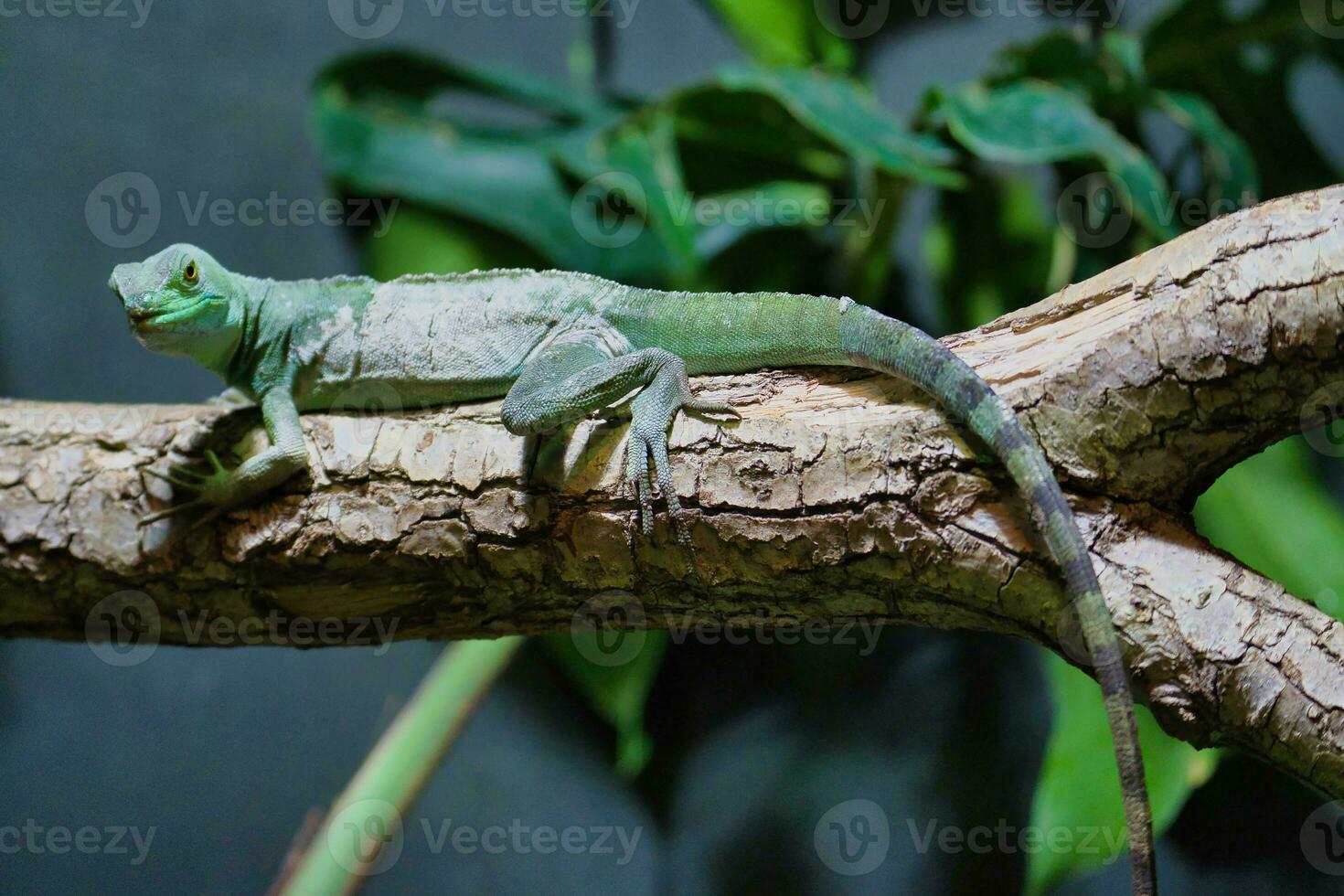 a emplumado basilisco dentro a Paris zoológico parque, antigamente conhecido Como a bois de Vincennes, 12º arrondissement do Paris, que cobre a área do 14.5 hectares foto