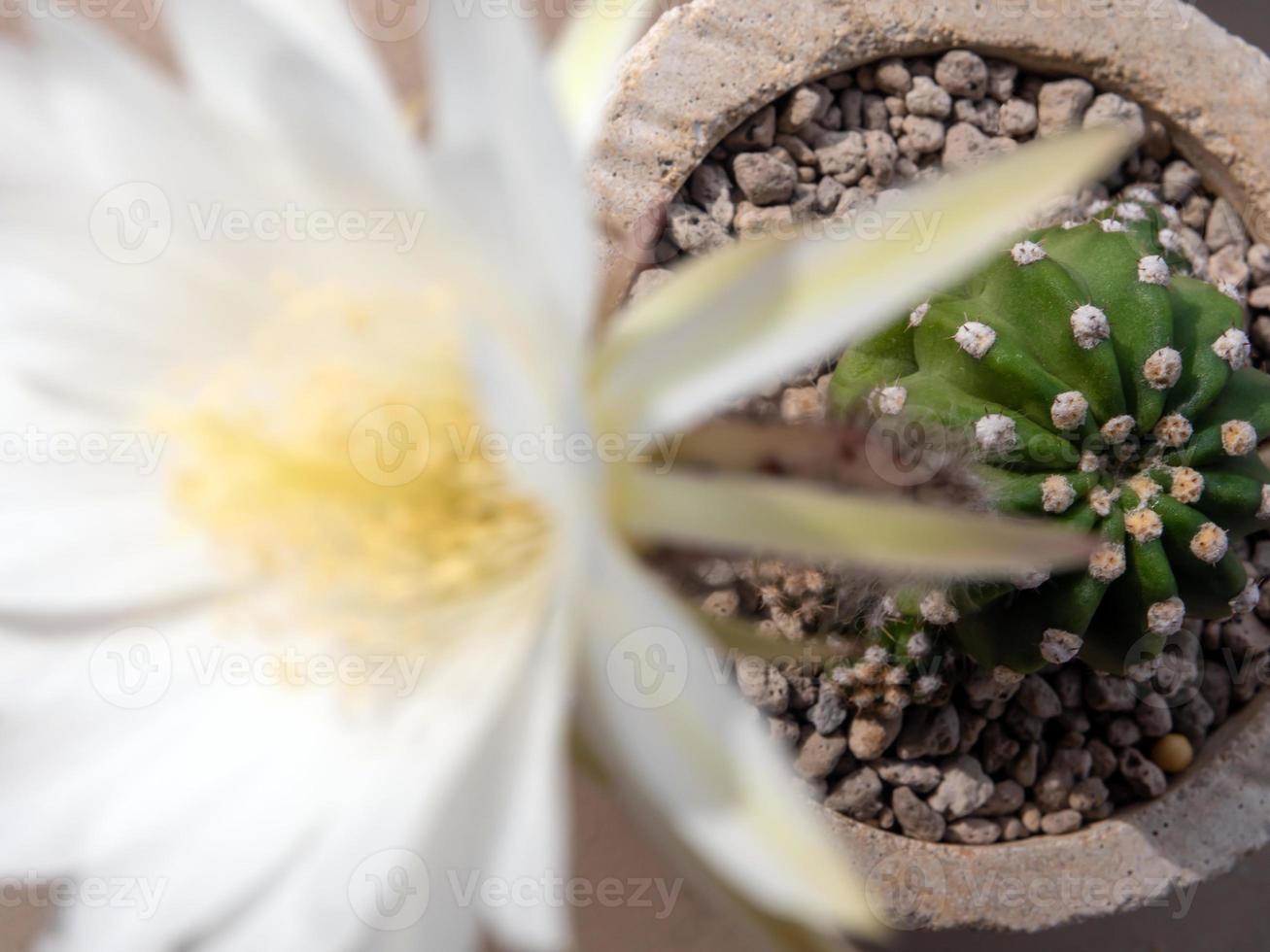 pétala frágil de cor branca de flor de cacto echinopsis foto