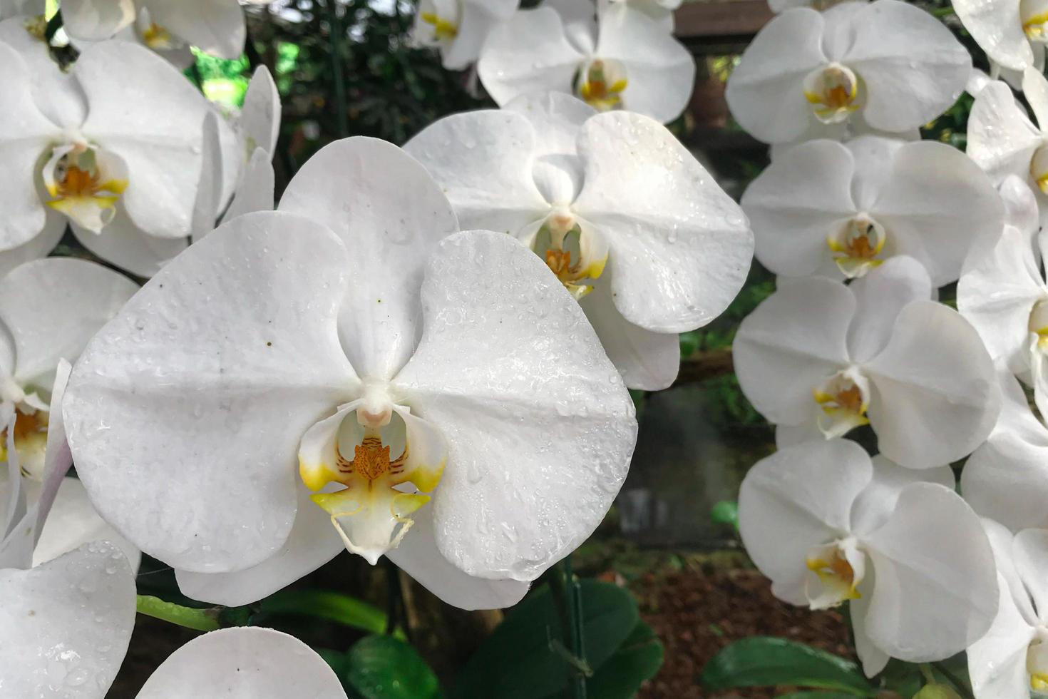 flor de orquídea branca no jardim na orquídea phalaenopsis de inverno foto