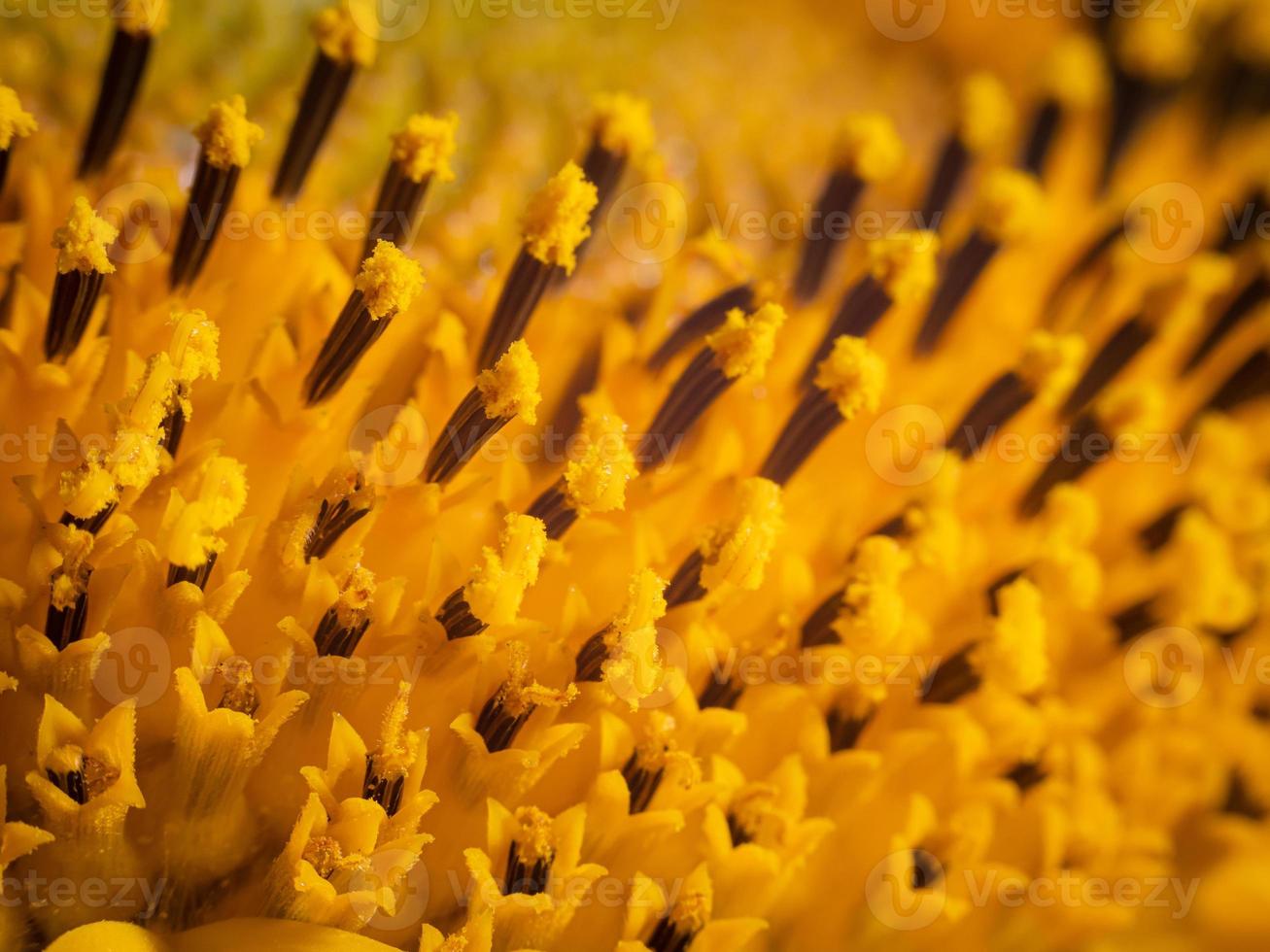 girassol com muitos detalhes macro, flores e sementes em grande foto