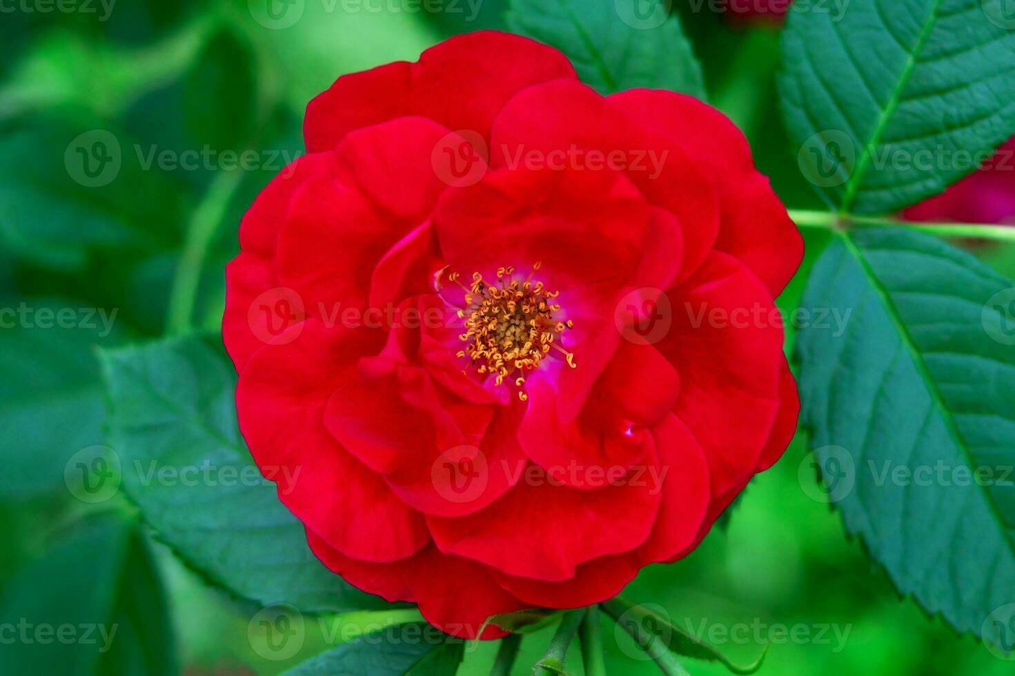 tecelagem rosa andarilho é uma lindo vermelho e delicado flor com uma amarelo Centro e brilhante folhas. variedades flamengo, vermelho parfum. foto