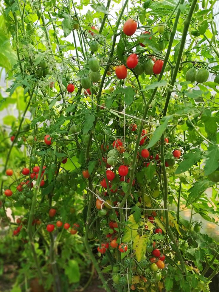 tomates cereja vermelhos maduros no mato foto