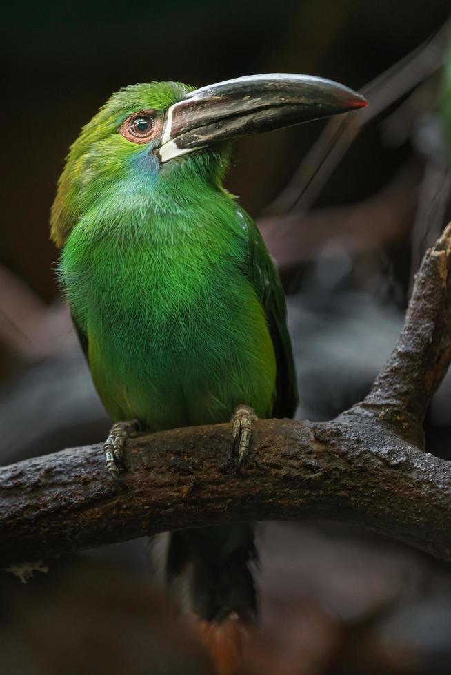 toucanet crimson rumped foto