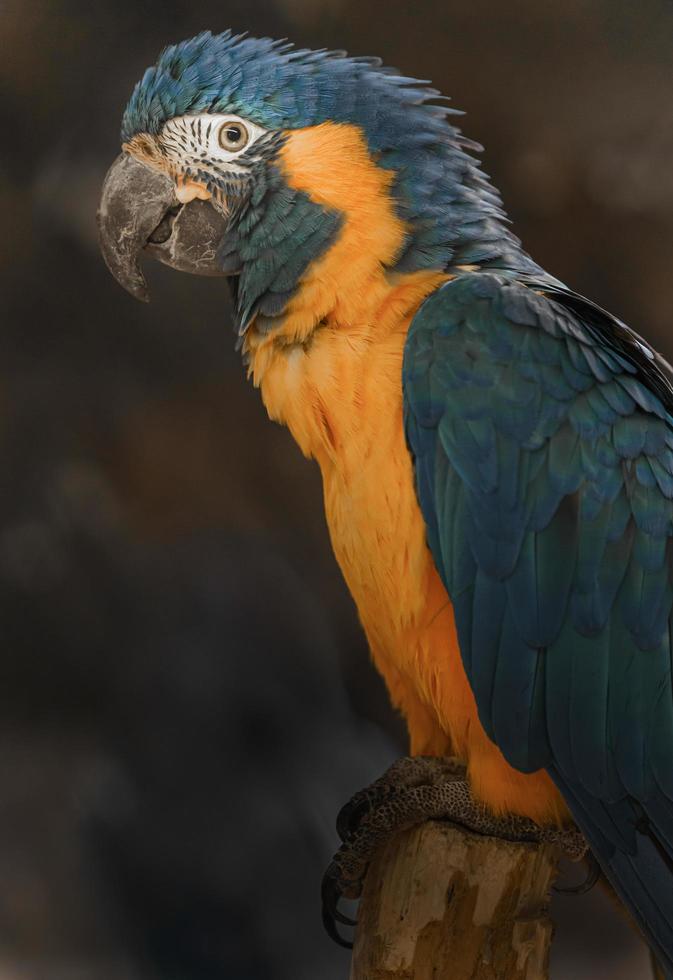 arara-de-garganta-azul foto