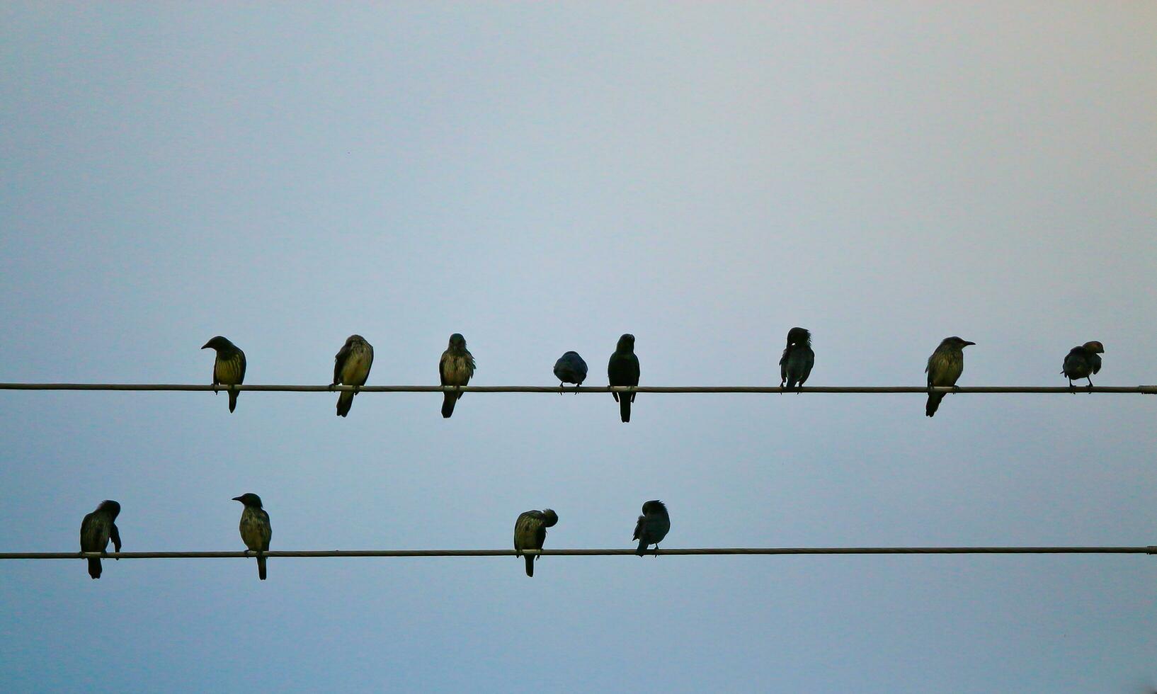 uma grupo do pardais é empoleirado em uma peça do elétrico cabo contra uma azul céu foto