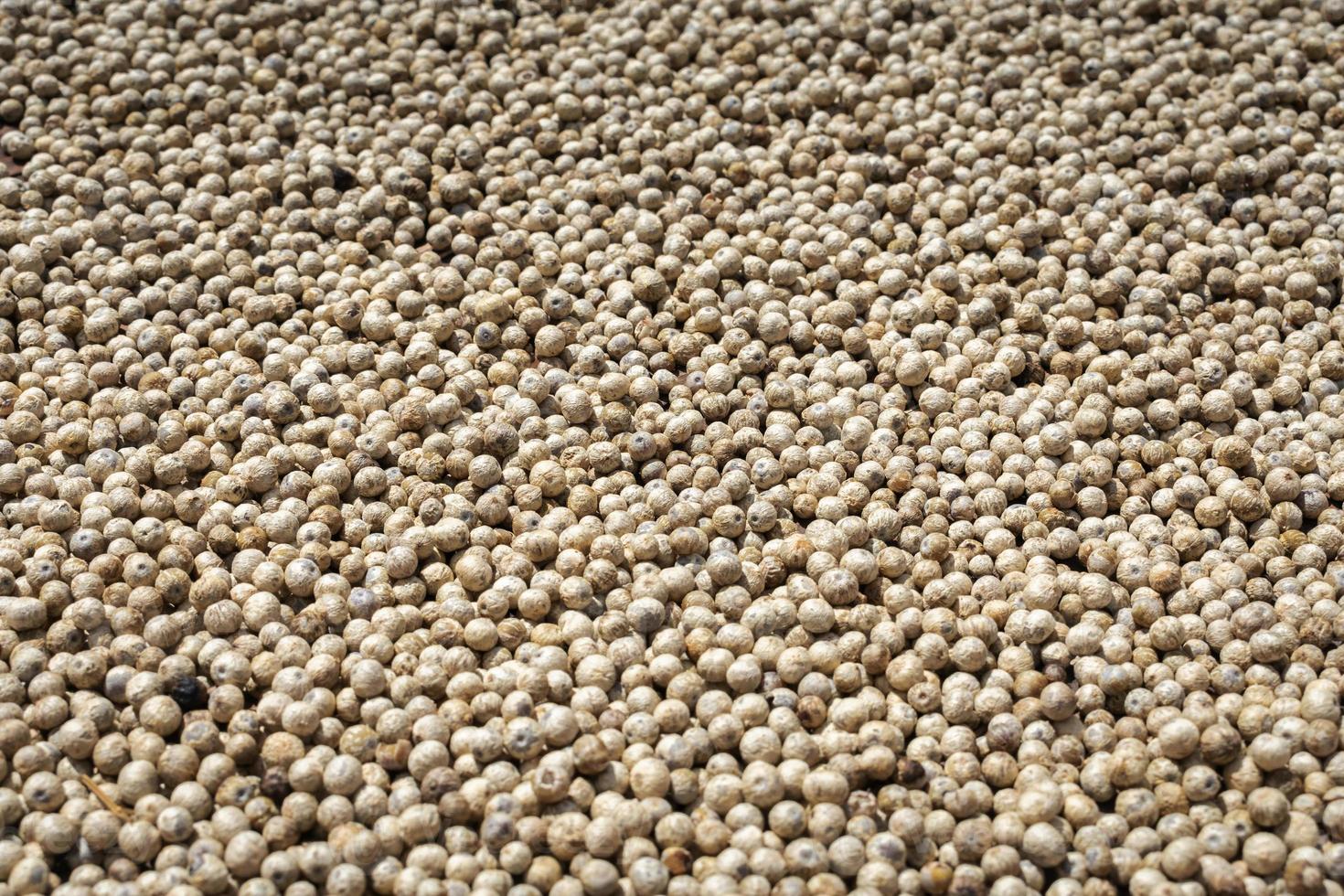 muitos grãos de pimenta branca asiáticos secando ao sol. foto