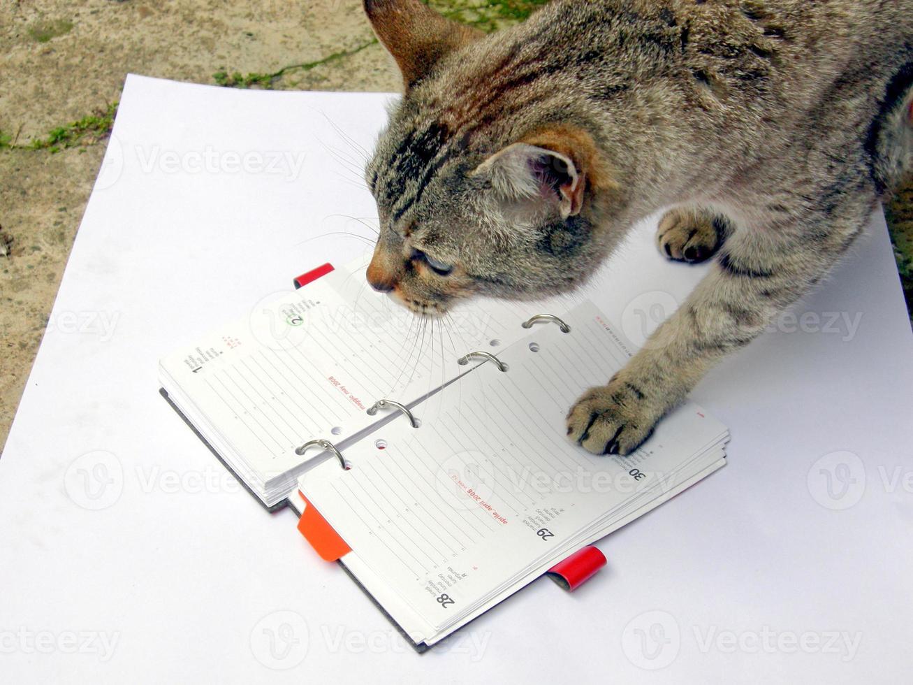 gato lendo anotações foto