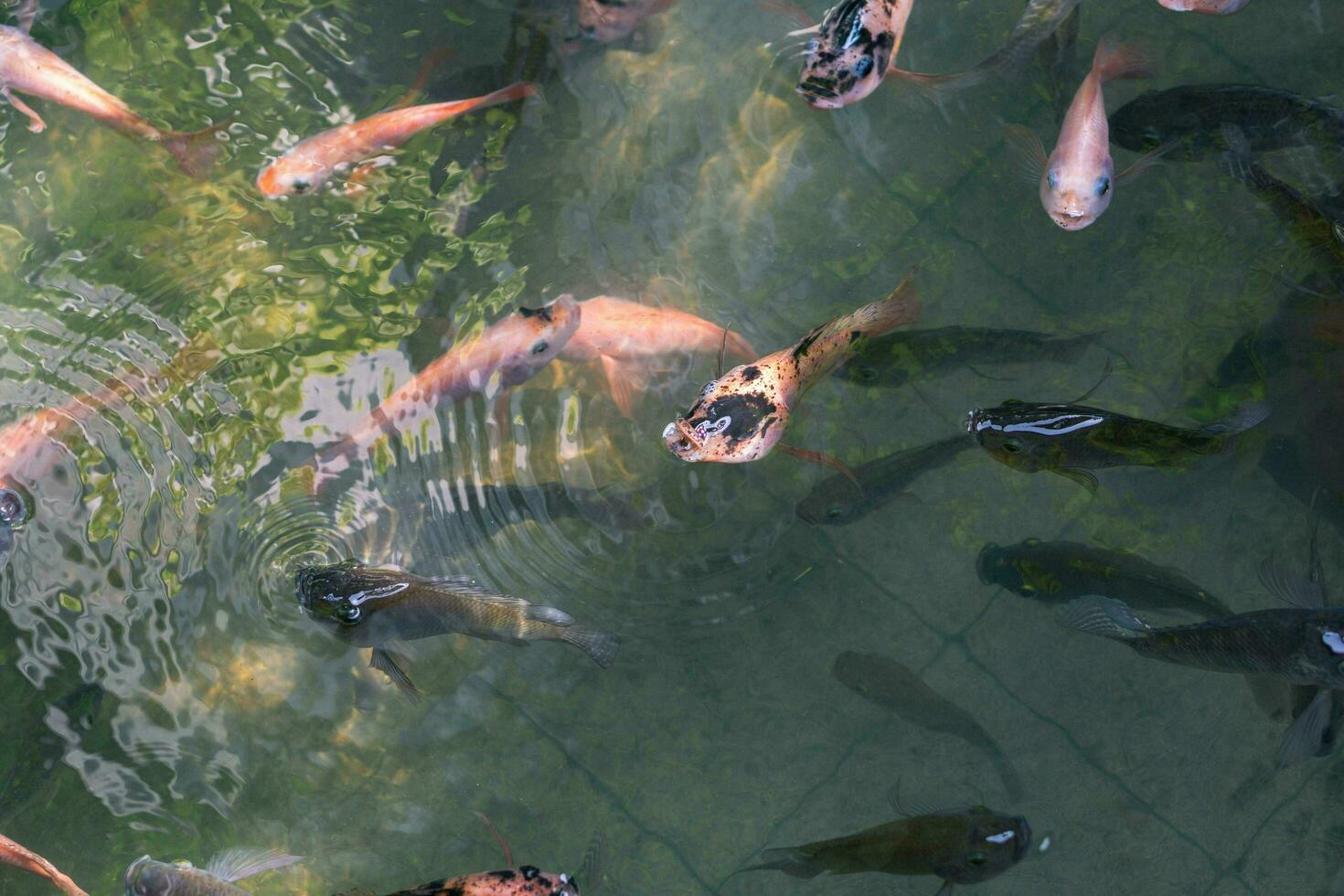 fechar acima do vários koi peixe natação dentro uma lago. lindo, exótico, colorida, bokeh fundos. foto